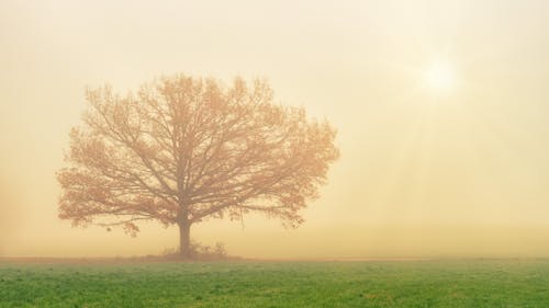Immagine gratuita di alba, albero, arancia