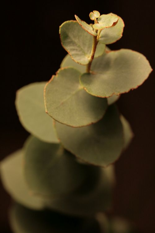 Free Detailed close-up of a green eucalyptus branch showcasing its leaves with selective focus. Stock Photo
