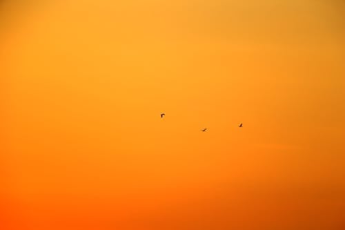 Birds Flying Under Orange Sky