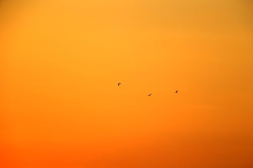 Kostenloses Stock Foto zu fliegen, goldene stunde, himmel