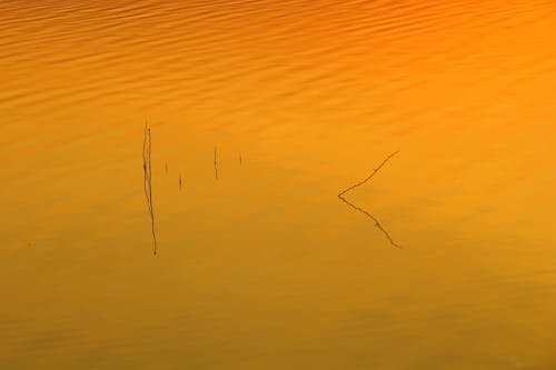 Tree Branches in Water on Sunset