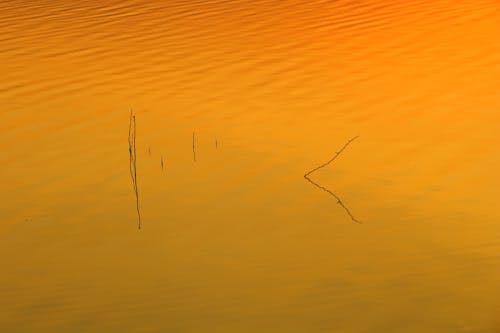 Kostenloses Stock Foto zu äste, baum, fluss