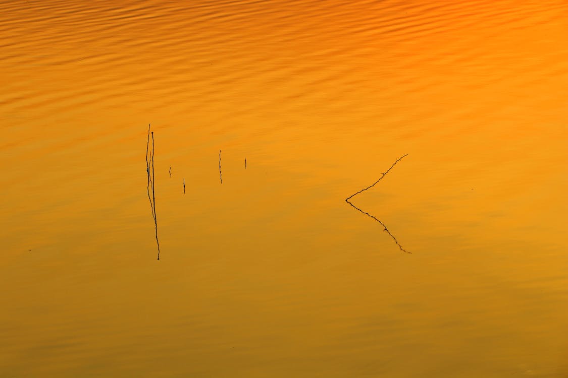 Kostnadsfri bild av apelsin, flod, grenar