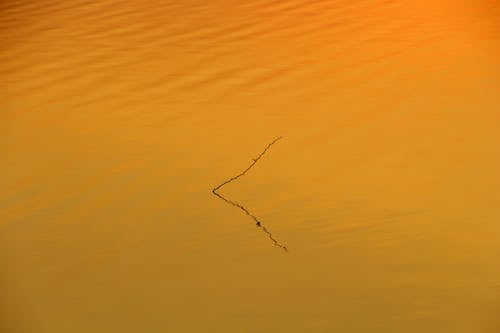 Tree Branch in Water on Sunset