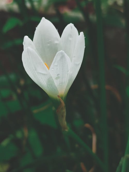 Free Photo of a White Flower Stock Photo