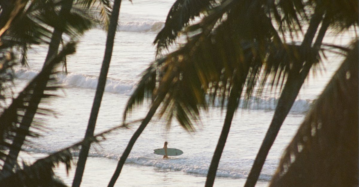 Photo by Lukas Schulz Sandy beach with tall exotic palms near wavy ocean with surfer with surfboard
