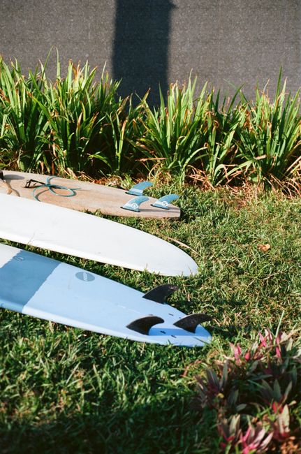 Surfboards placed on glade with fresh green grass in sunny weather in summer
