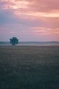 Green Tree on Green Grass Field