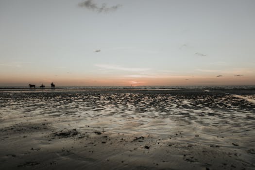Silhouetted horses on the beach with a stunning sunset in De Panne, Belgium.