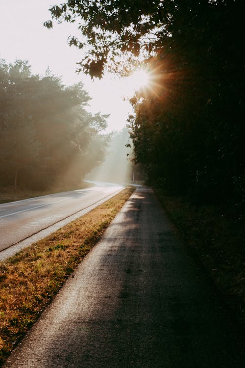 Gray Concrete Road Between Green Trees