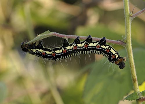 Nero Bianco E Marrone Caterpillar Su Erba Verde