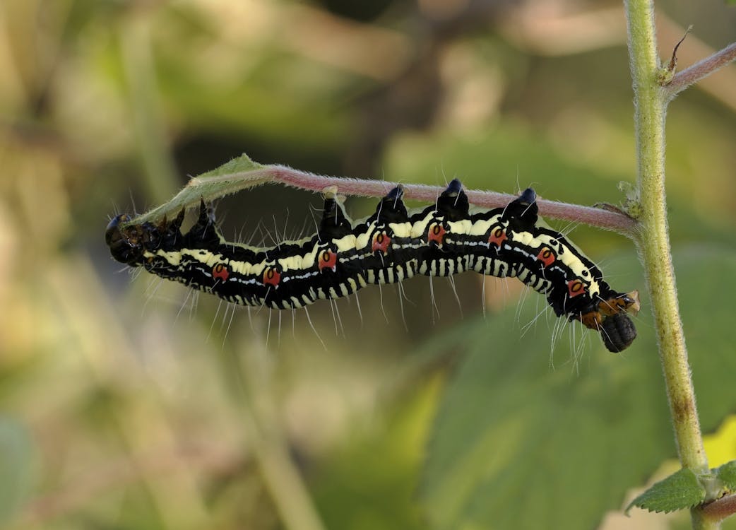 Black White and Brown Caterpillar on Green Grass