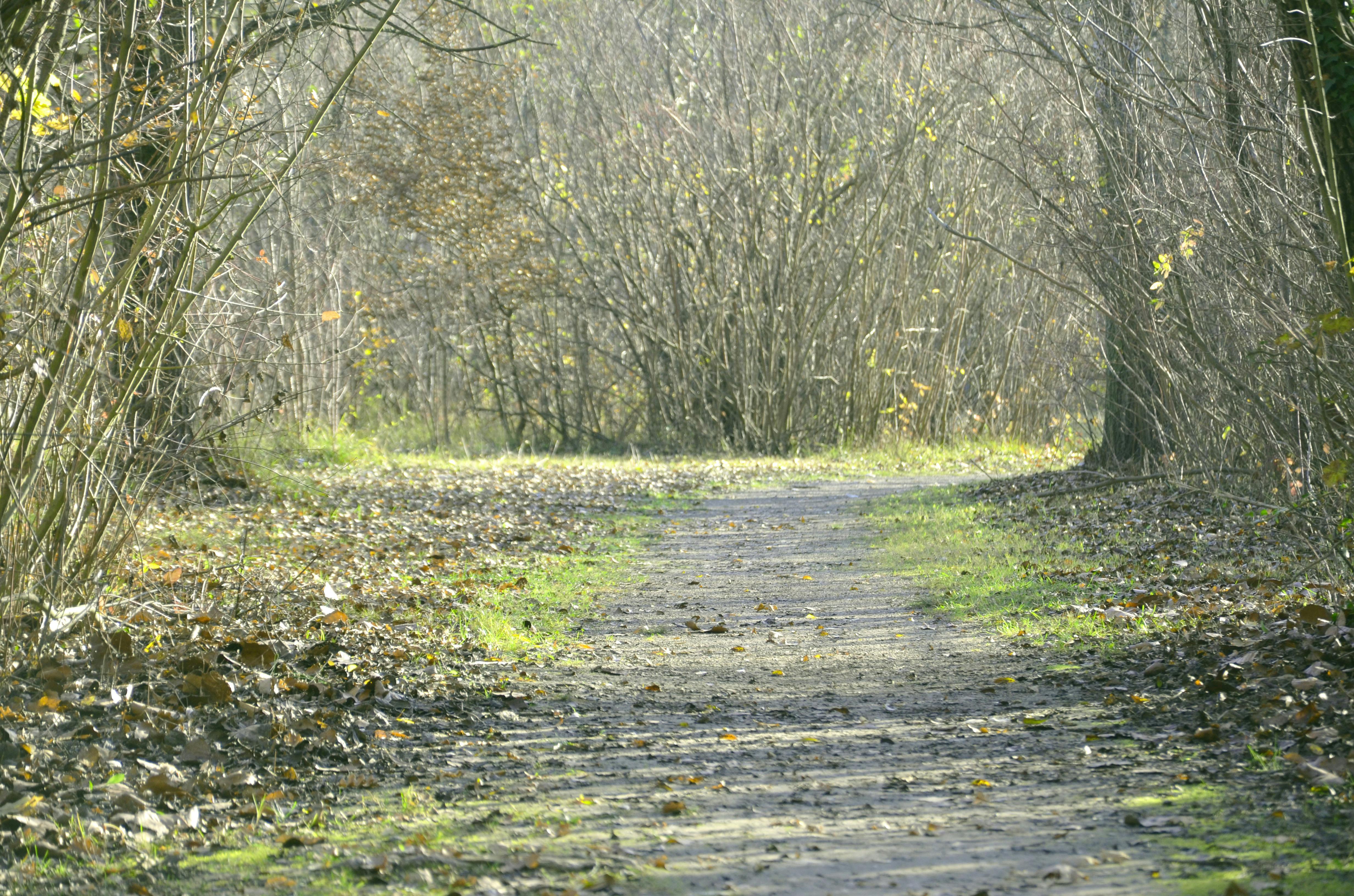 DuPage Forest Preserve executive director leaving for city manager job in Florida — Photo by photoGraph on Pexels