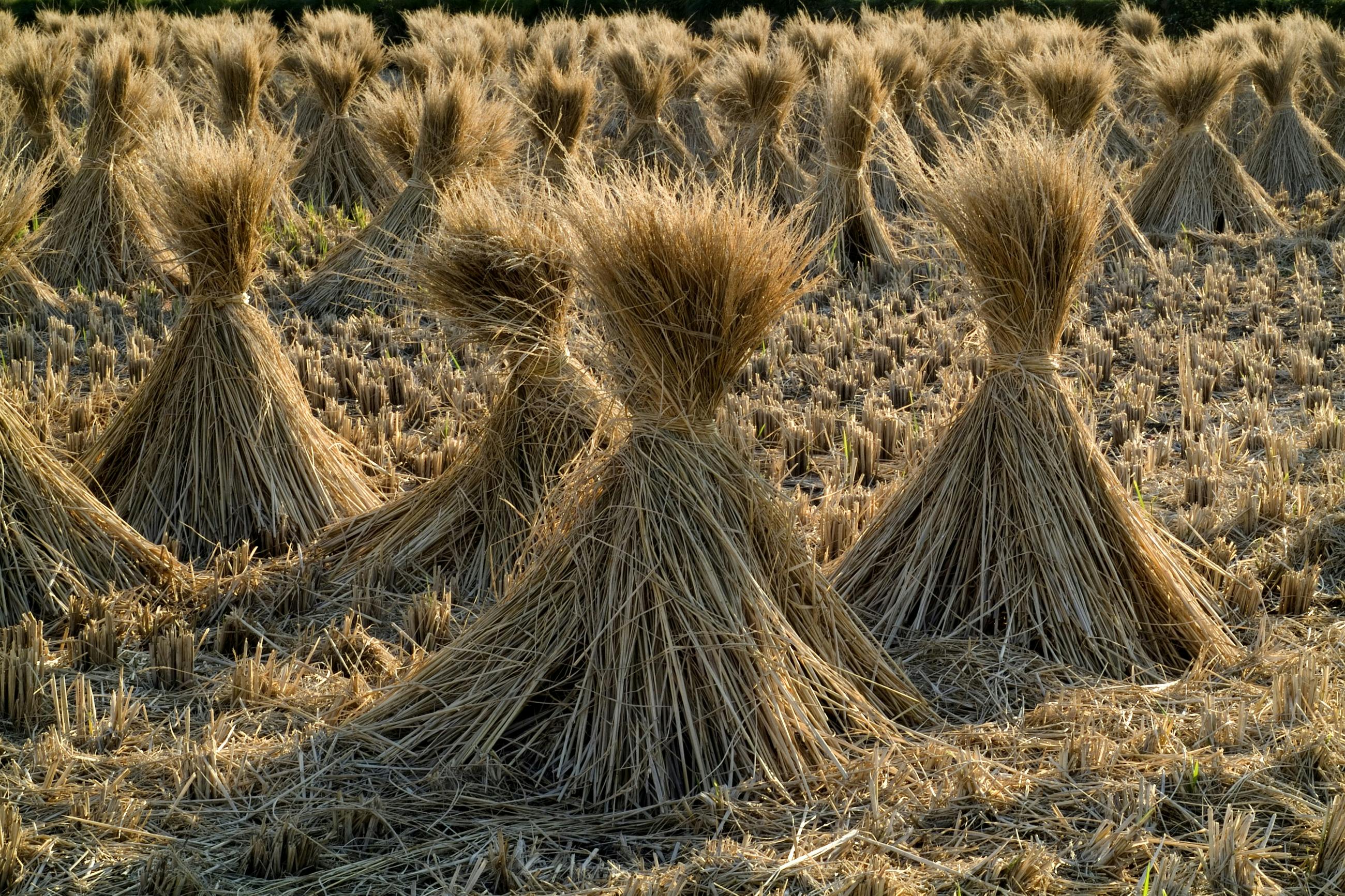 Poppy Straw Meaning In Bengali