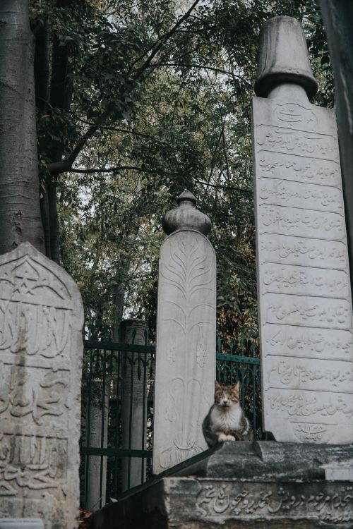 Free A cat sits calmly among ornate tombstones in an Istanbul cemetery, showcasing historical art and architecture. Stock Photo