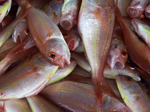 Groupe De Poissons Roses Et Blancs