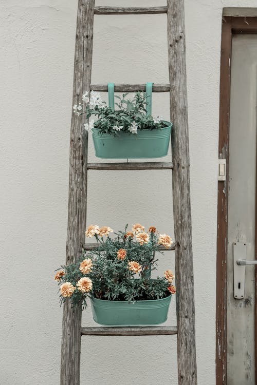 Free Plants in Buckets Hanging on a Wooden Ladder Stock Photo