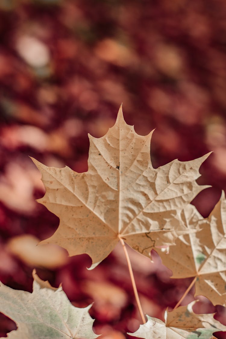 Pale Yellow Maple Leaf 