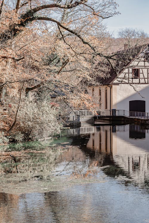 Foto profissional grátis de água, ao ar livre, árvore