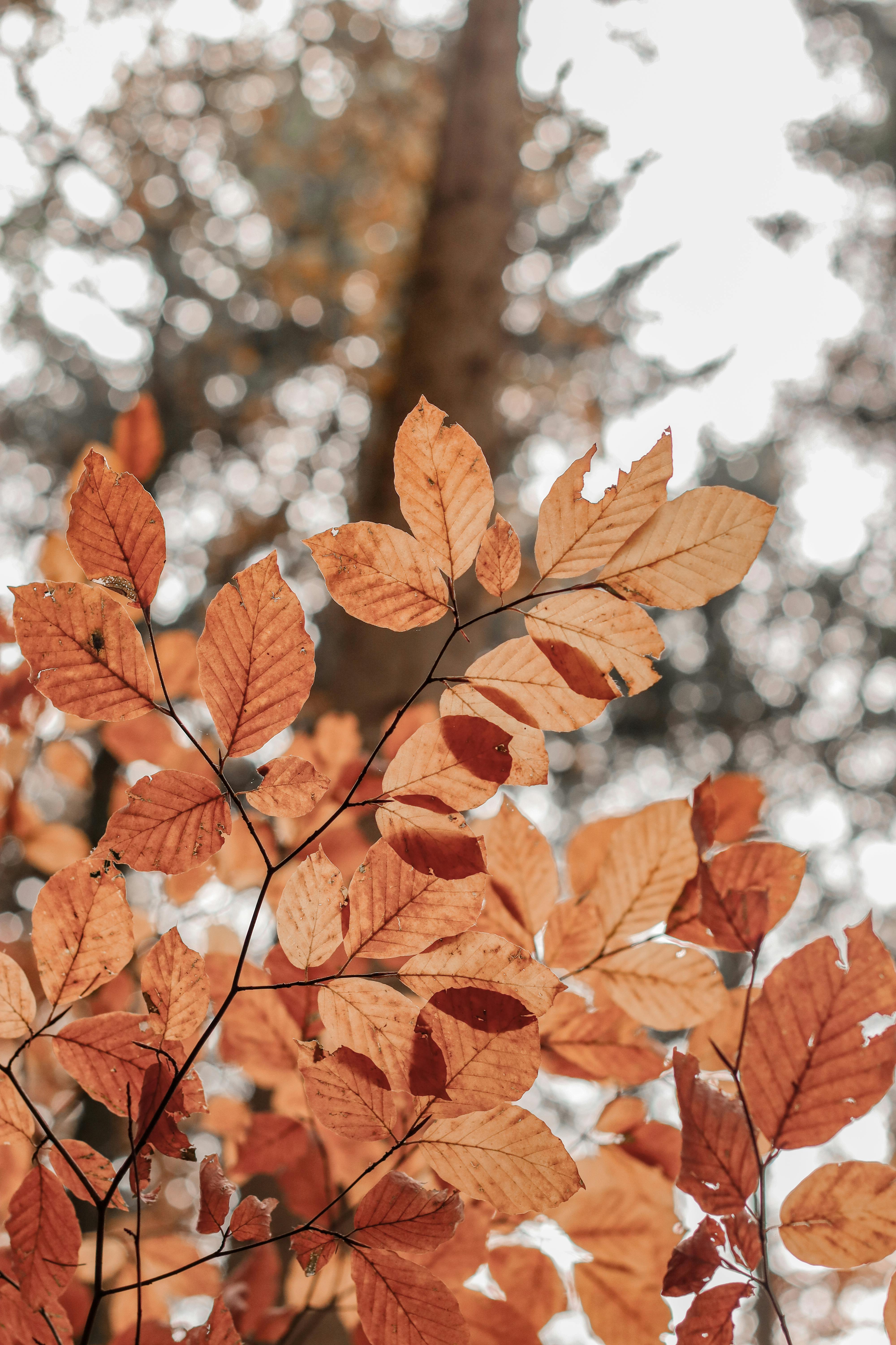 The Changing Colors of Leaves During Autumn · Free Stock Photo