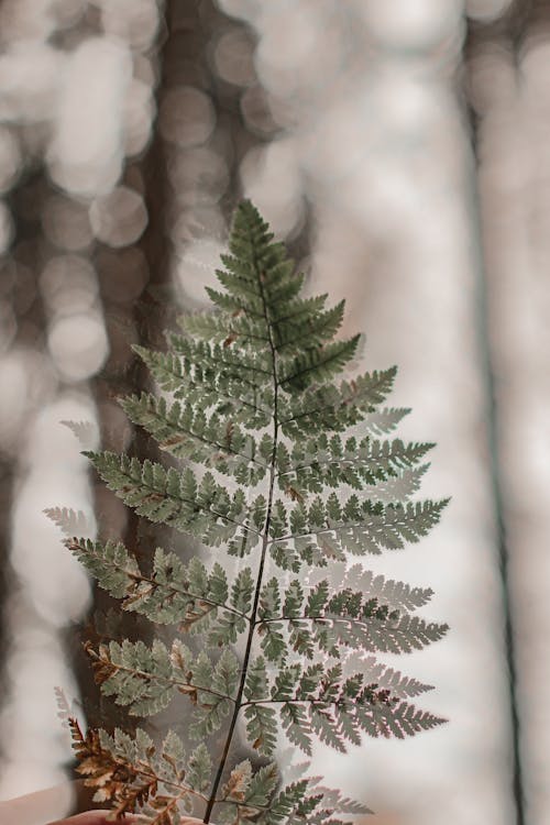 Leaves of a Pine Tree