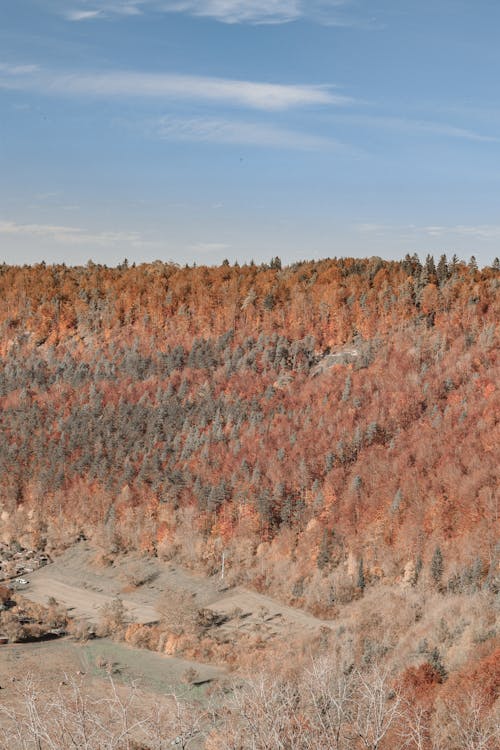 Autumn Colors of the Mountain Forest