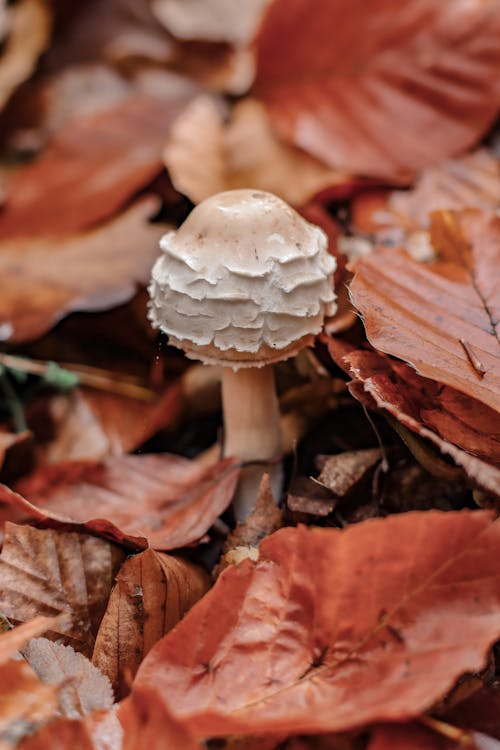 Foto profissional grátis de cogumelo, declínio, floresta