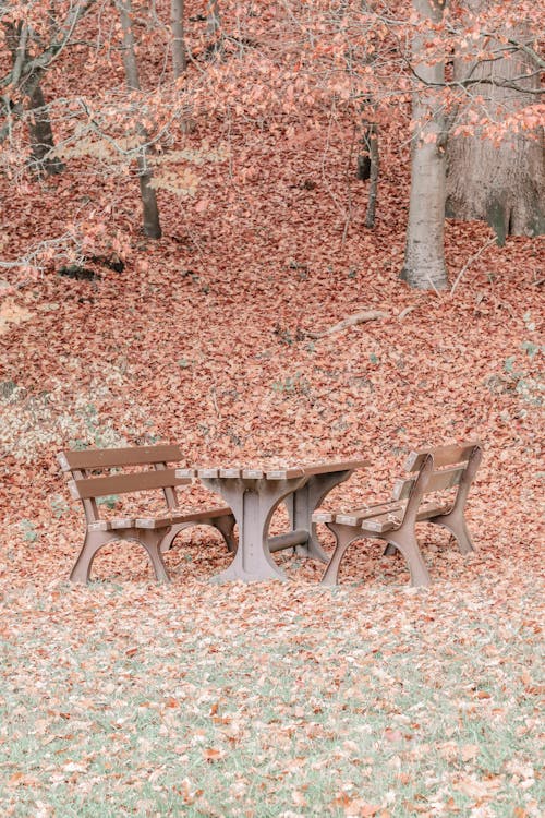 Free A Park Covered with Fallen Leaves Stock Photo