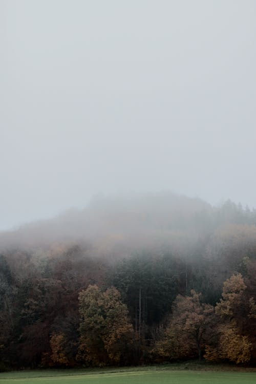 Foto profissional grátis de ao ar livre, árvores, céu sombrio