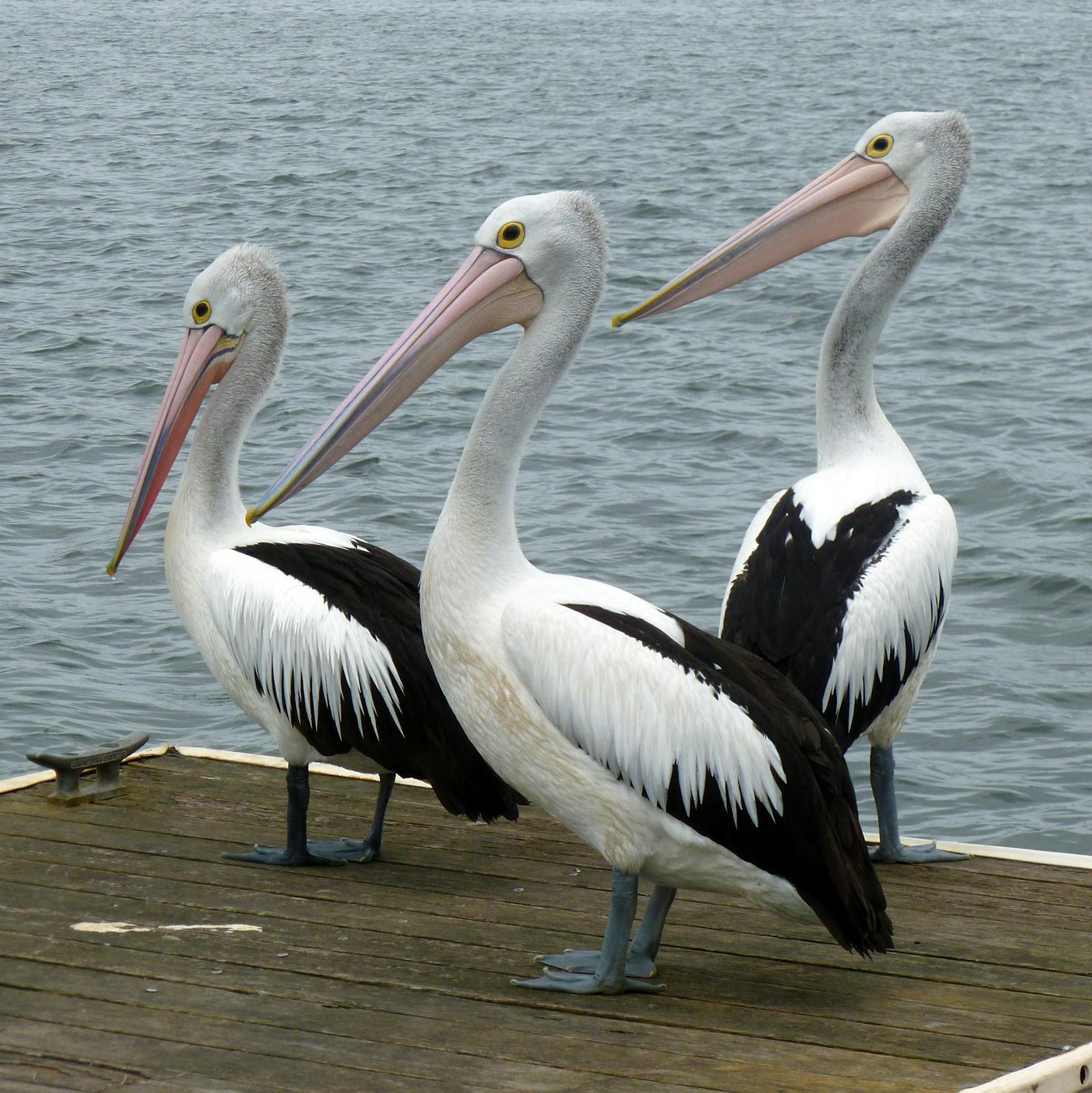 Pelican Photos Download The BEST Free Pelican Stock Photos HD Images