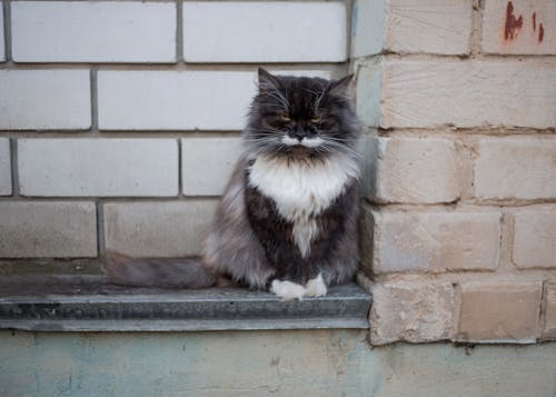 Black and White Cat on Ledge