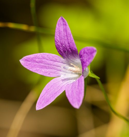 Free A vibrant close-up shot of a purple Campanula flower with a blurry green background, capturing natural beauty. Stock Photo