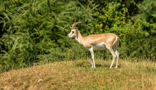 Free A Gazelle Standing on Grass Stock Photo