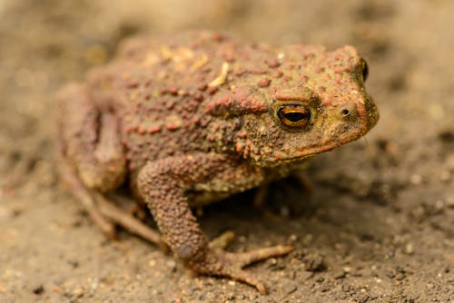 Free Brown Frog on Brown Soil Stock Photo