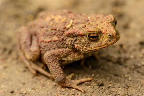 Free Detailed close-up of a common toad resting on the ground, showcasing its textured skin and natural habitat. Stock Photo