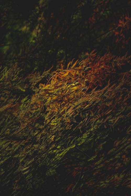 High angle of lush colorful trees growing in misty forest on autumn day