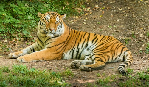 Bengal Tiger Lying on Ground