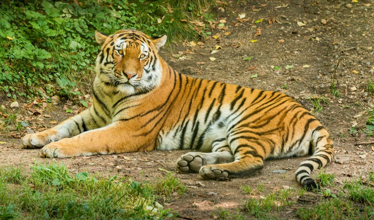 Bengal Tiger Lying On Ground