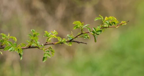 Free Delicate green leaves sprouting on a thin branch against a blurred background. Stock Photo