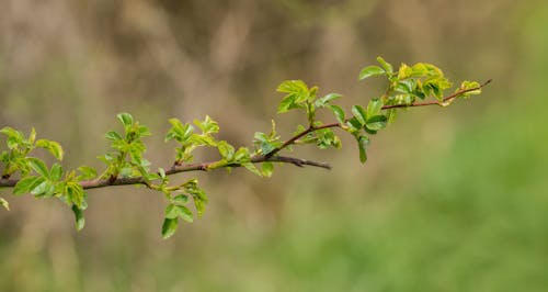 Green Leaves in Tilt Shift Lens