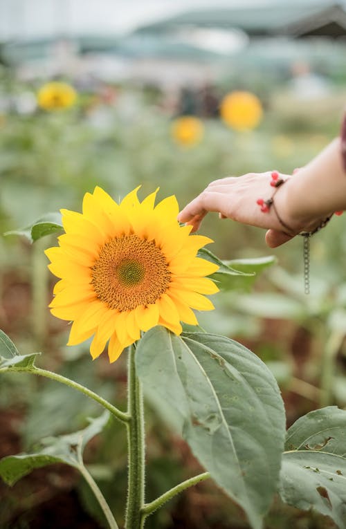 Crop anonymous female with bracelet touching petal of sunflower growing in farm in countryside