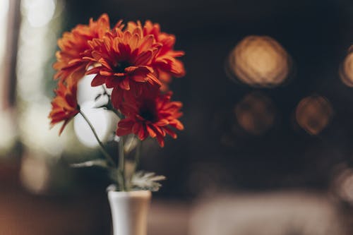 Free Bunch of orange aromatic Gerbera Daisy flowers placed in simple ceramic vase against blurred  background Stock Photo
