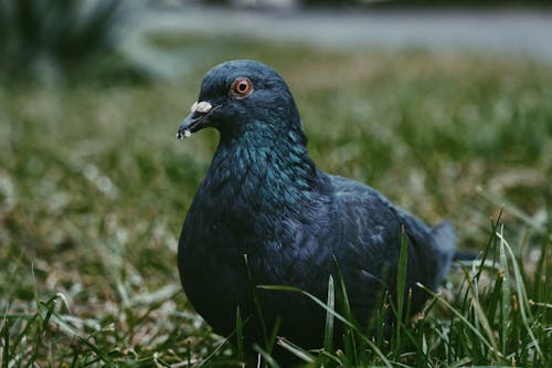 Foto stok gratis burung, burung dara, fotografi burung