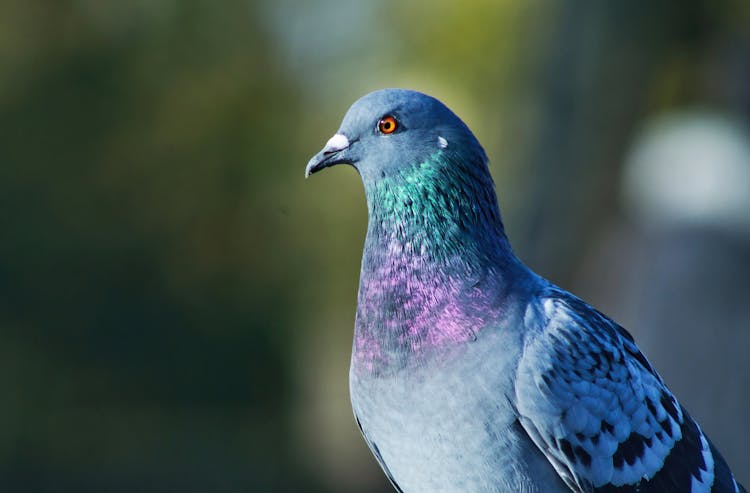 Blue And Purple Pigeon Bird In Close-Up Shot