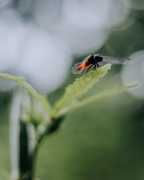 Ingyenes stockfotó gyönyörű természet, kültéri fotózás, rovarok témában