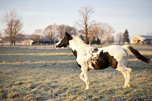 A Horse in the Ranch