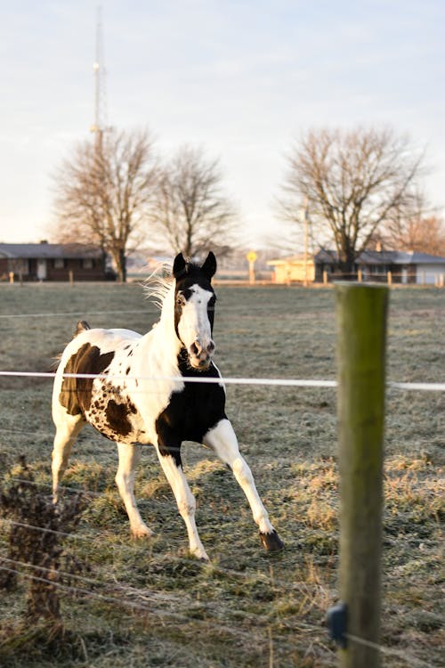 Black and White Horse on Brown Grass Field