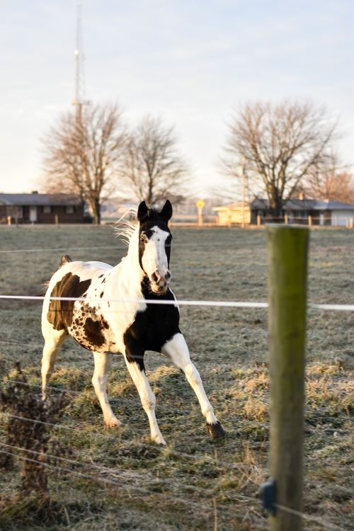 Free A dynamic shot of a black and white horse galloping in an open field, showcasing countryside charm. Stock Photo