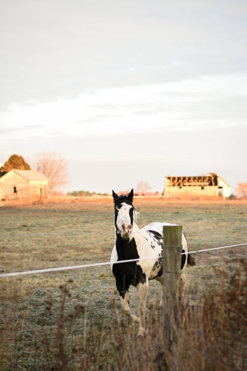 White and Black Horse on Green Grass Field