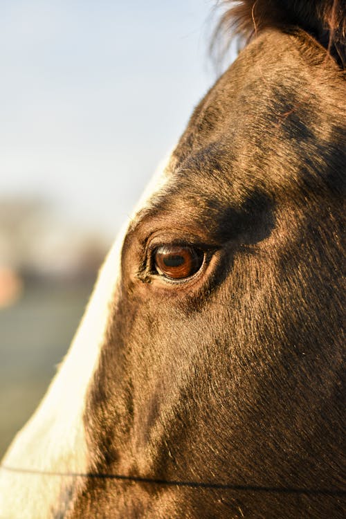 Close-up Shot pf a Horse's Eye